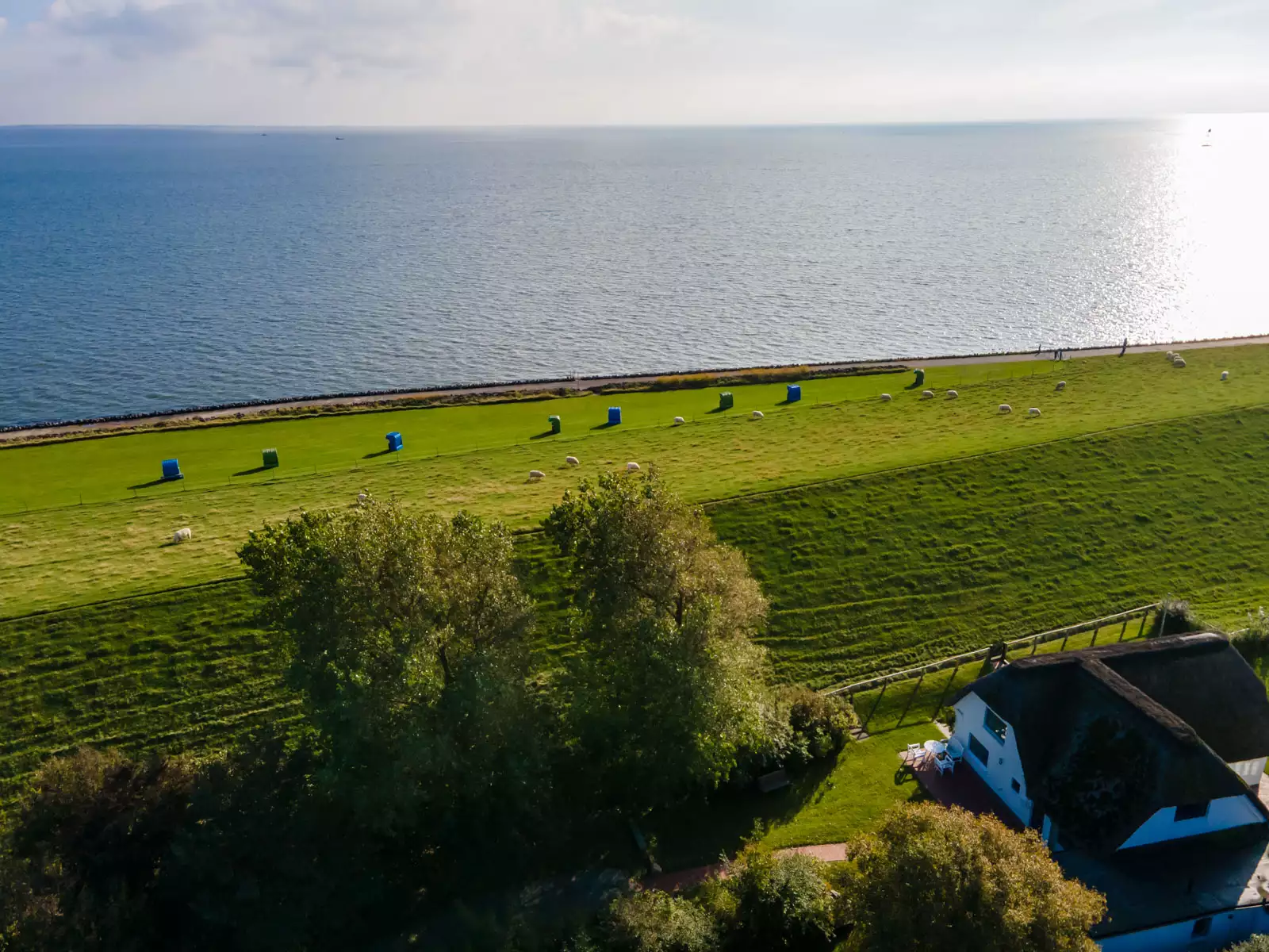 Luftaufnahme eines Reetdachhauses am Deich auf Pellworm mit Schafen und Blick auf die Nordsee – Immobilienfotografie